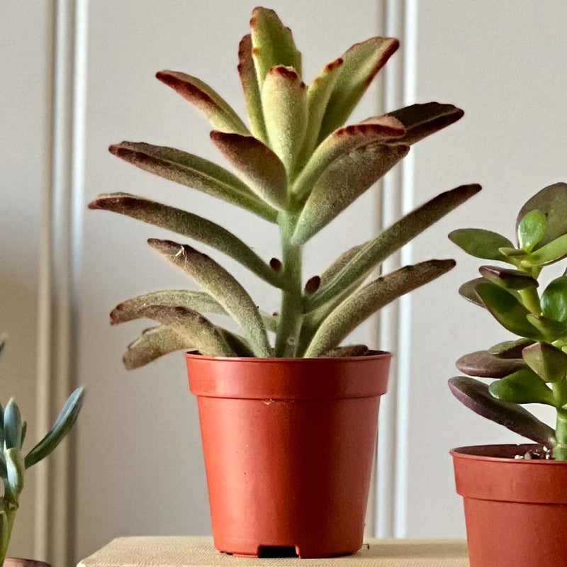 Tiny Trio of Succulents