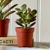 Tiny Trio of Succulents