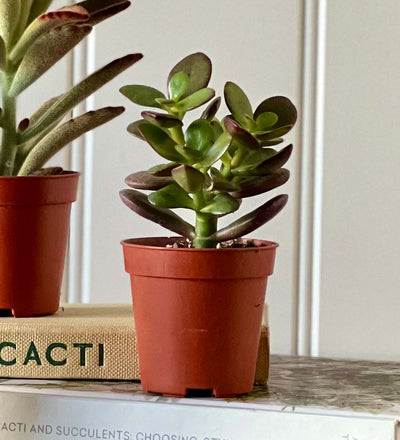 Tiny Trio of Succulents