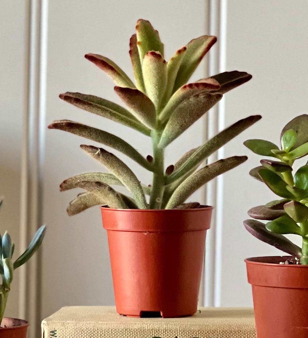 Tiny Trio of Succulents
