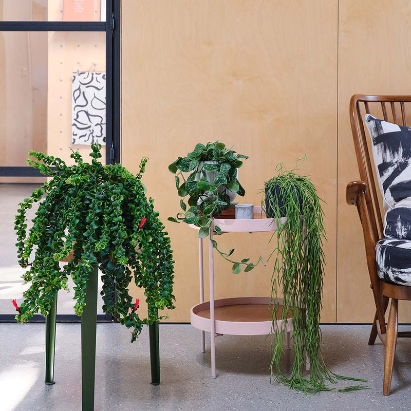 Hanging Plant Bundle