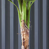 Artificial Large Banana Tree