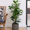 African Fig & Pot