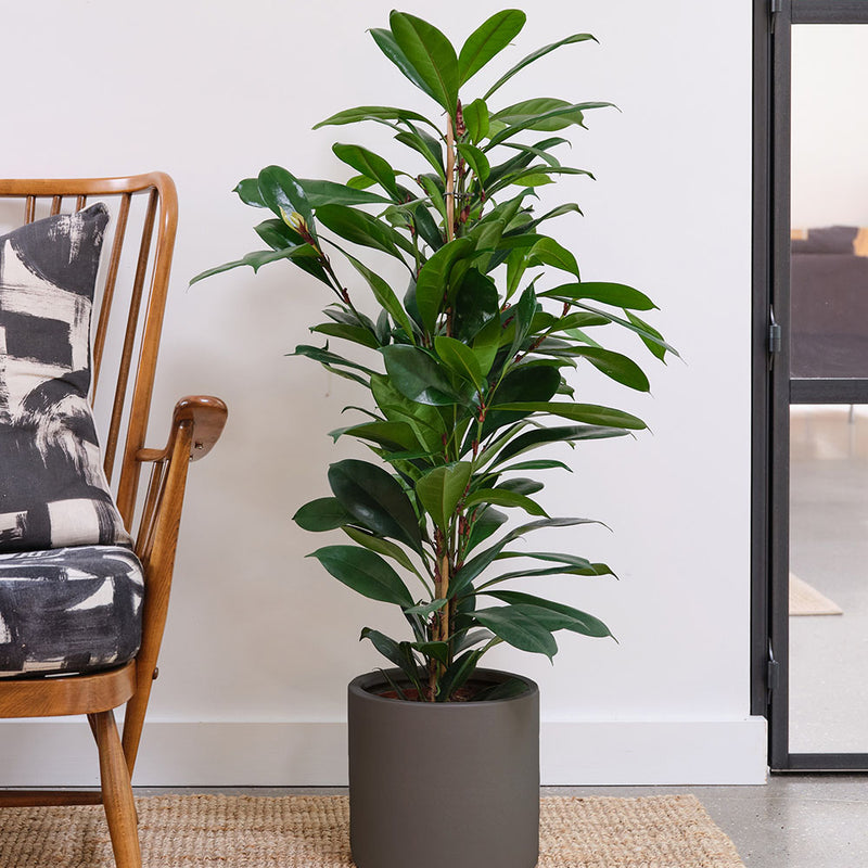 African Fig & Pot