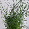 Juncus Effusus Spiralis & Pot