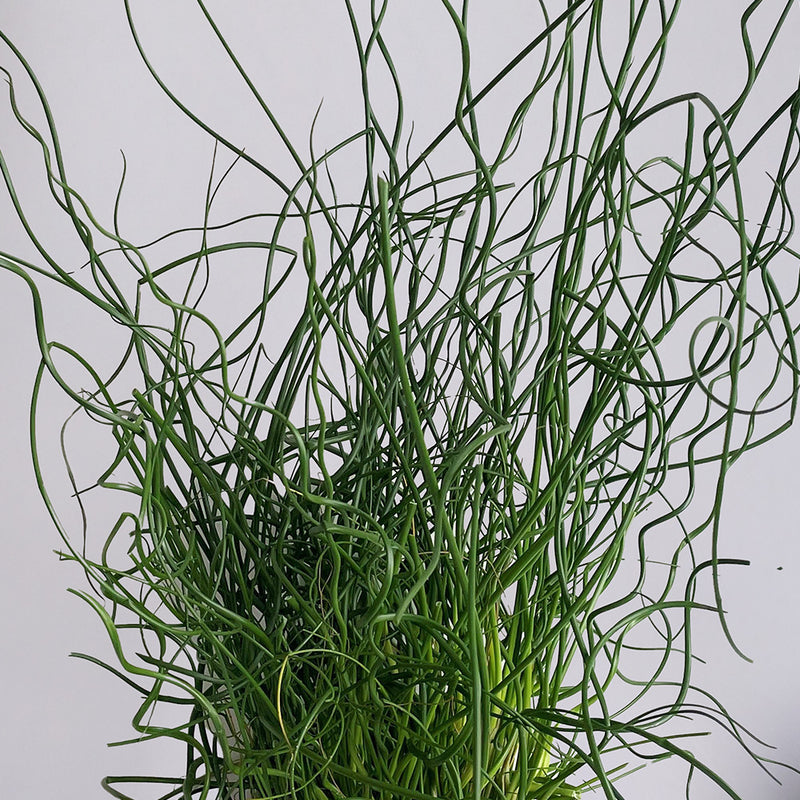 Juncus Effusus Spiralis & Pot
