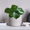 Pilea Raindrop & Pot