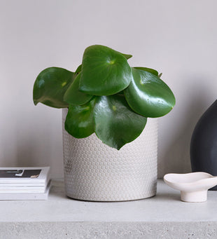 Green potted plant in a textured white pot on a light surface with a neutral background