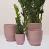 Pink Ares Pot