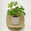 Mini Umbrella Plant & Pot