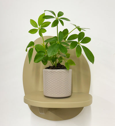 Mini Umbrella Plant & Pot