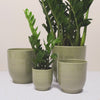 Green Ares Pot