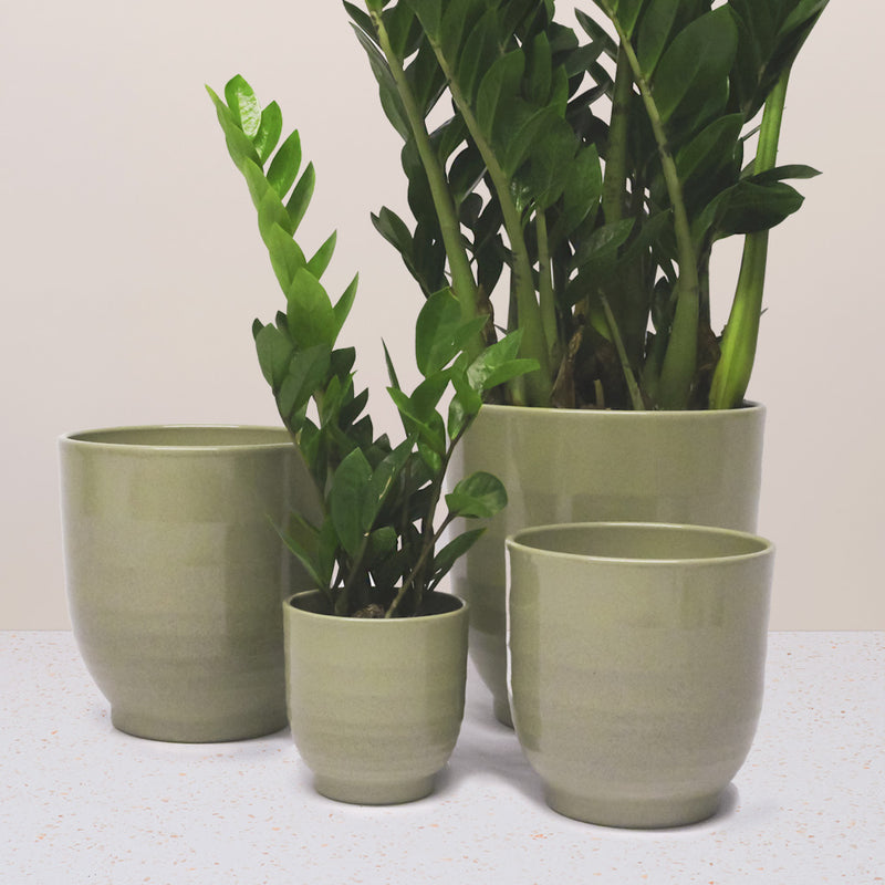 Green Ares Pot