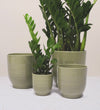 Green Ares Pot