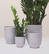 Grey Ares Pot