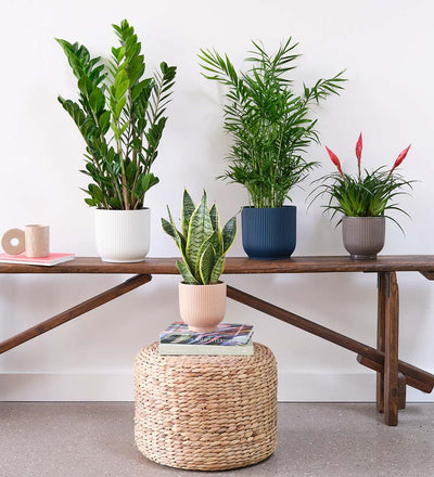 house plants bundle Unkillable Plant Bundle
