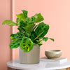 Maranta Fiesta & Pot