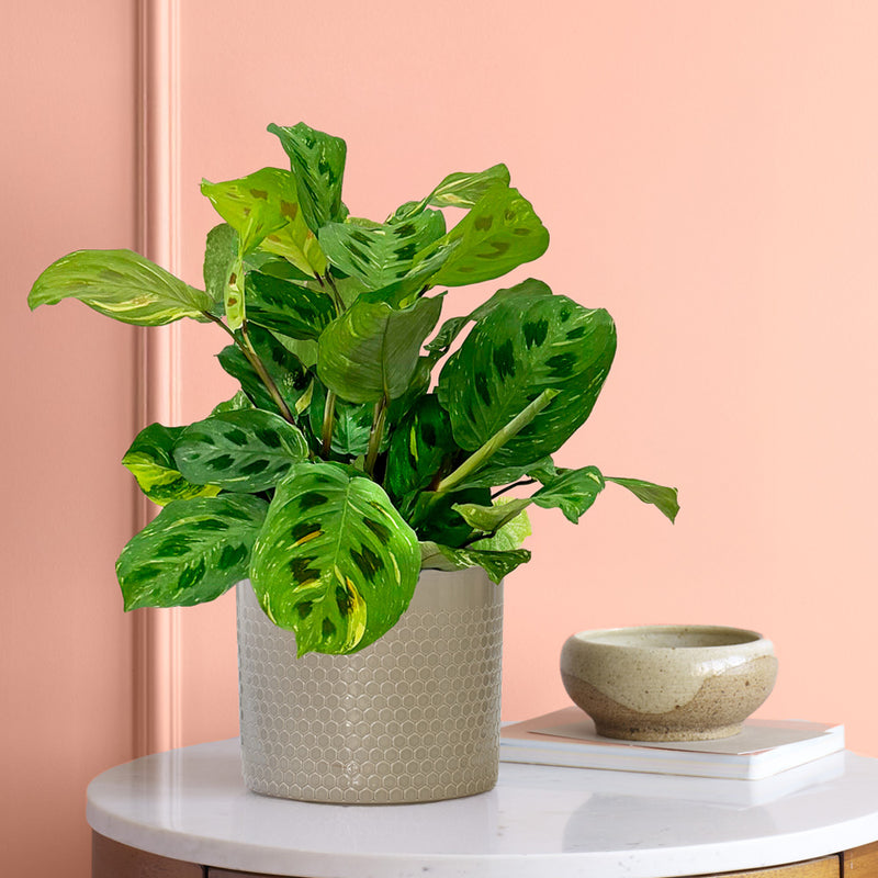 Maranta Fiesta & Pot