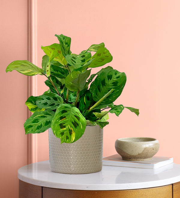 Maranta Fiesta & Pot
