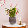 Anthurium Lilli & Pot