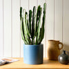 Large Euphorbia Triangularis