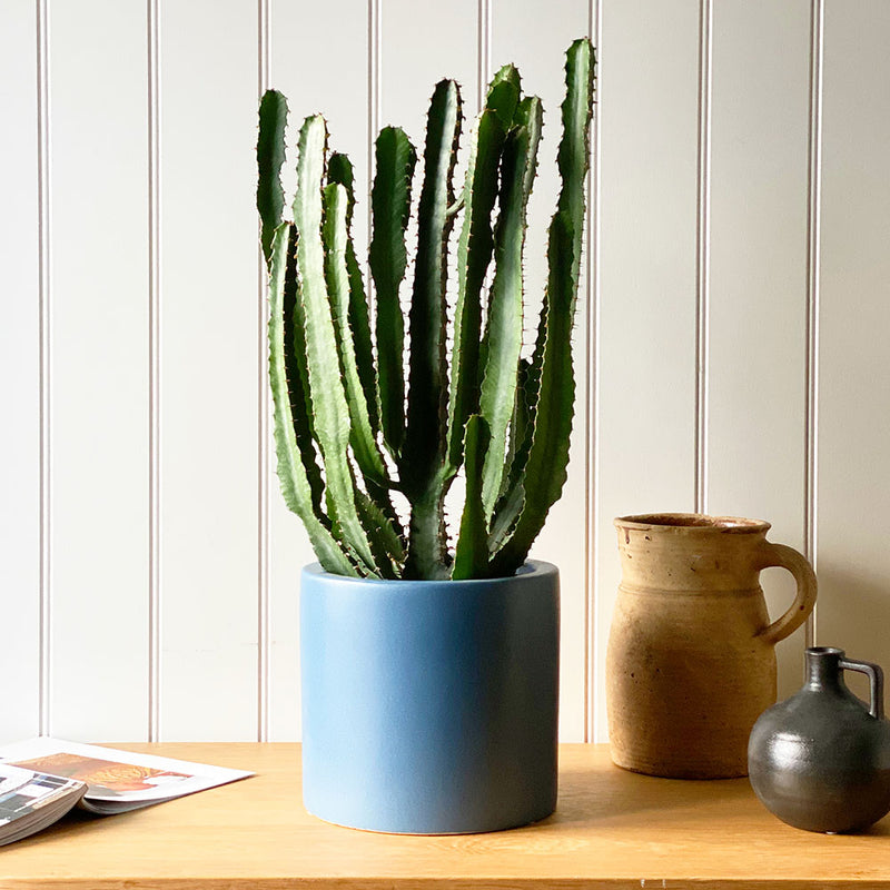 Large Euphorbia Triangularis