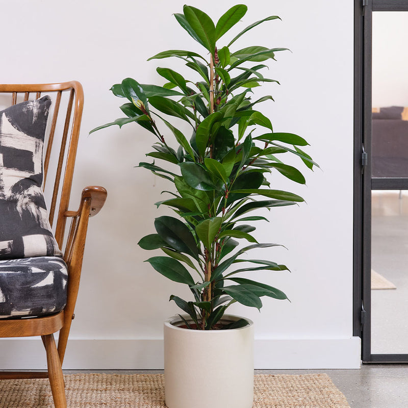 African Fig & Pot