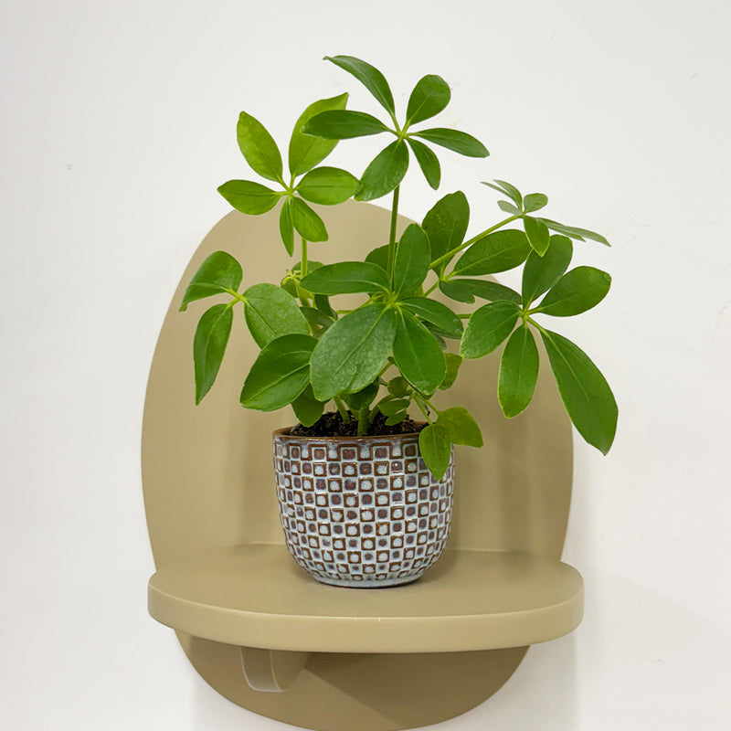 Mini Umbrella Plant & Pot