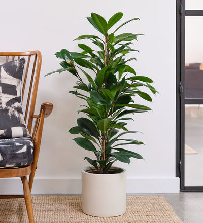 Fig Plant Pair