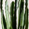 Large Euphorbia Triangularis