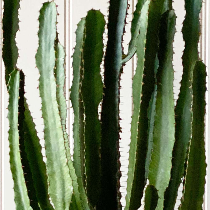 Large Euphorbia Triangularis
