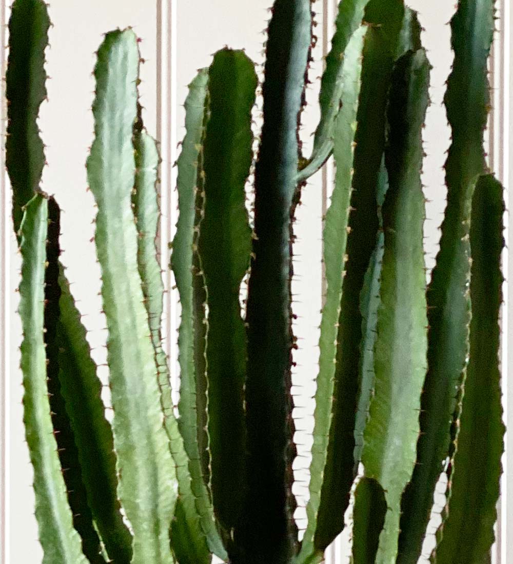 Large Euphorbia Triangularis
