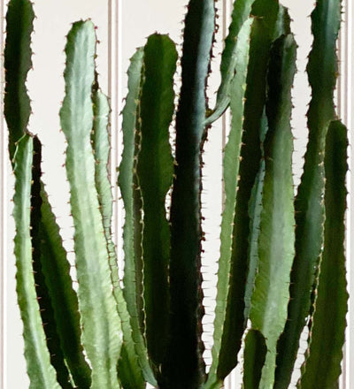 Large Euphorbia Triangularis