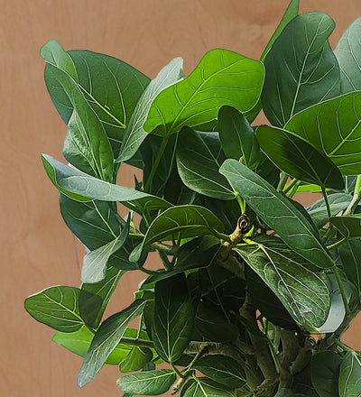 Ficus Audrey