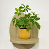 Mini Umbrella Plant & Pot