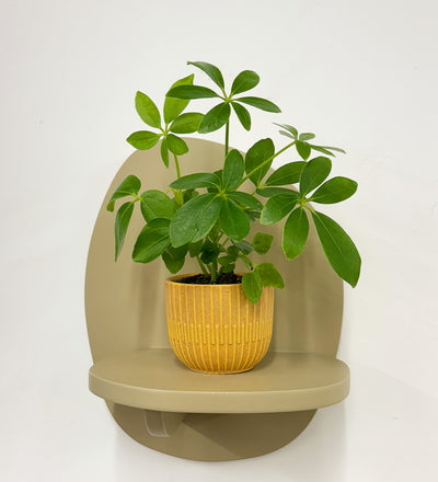 Mini Umbrella Plant & Pot