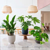 New Plant Parent Bundle