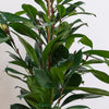 Fig Plant Pair