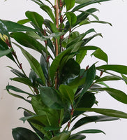 Fig Plant Pair