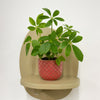 Mini Umbrella Plant & Pot