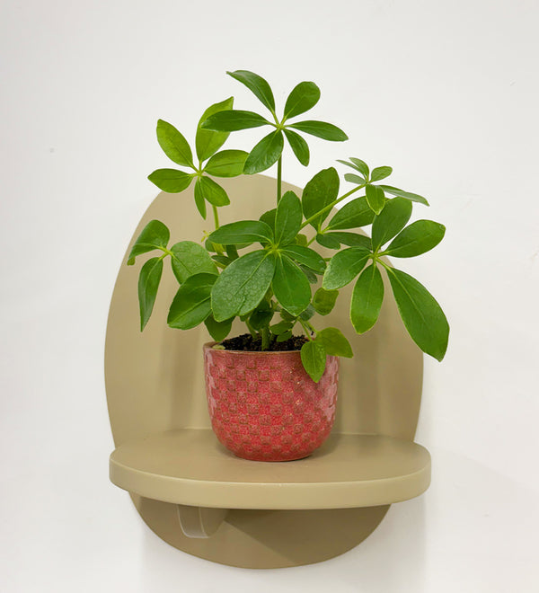 Mini Umbrella Plant & Pot