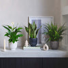 Air Purifying Bundle