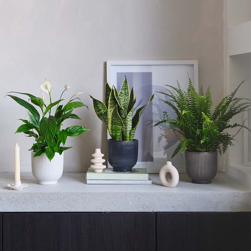 Air Purifying Bundle