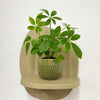 Mini Umbrella Plant & Pot