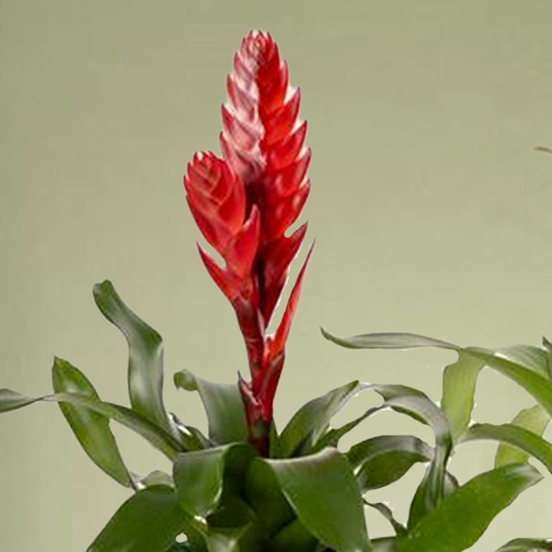 Pet Friendly Houseplant Subscription