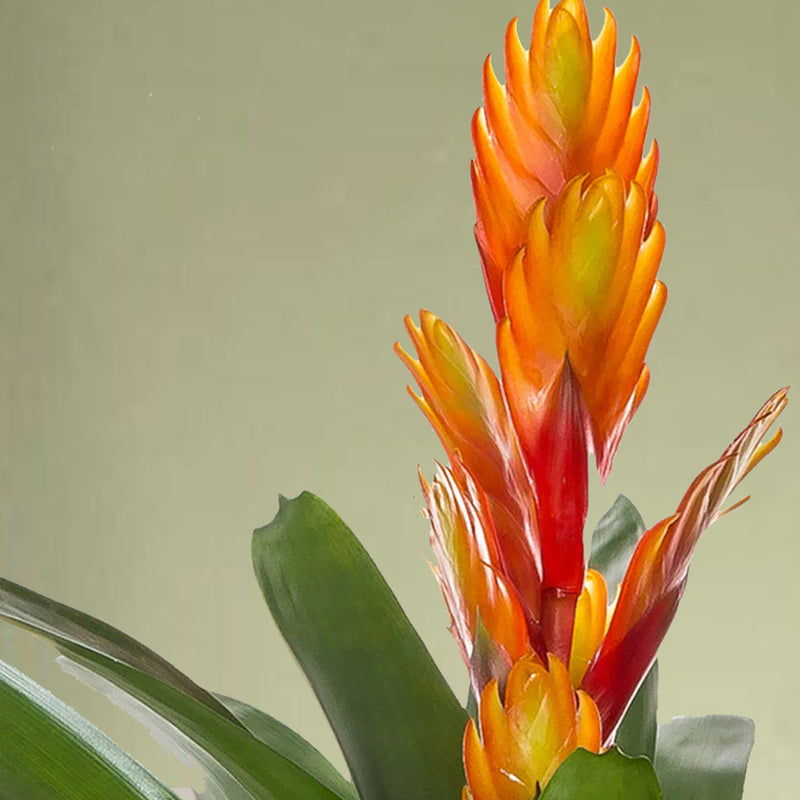 Pet Friendly Houseplant Subscription