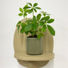 Mini Umbrella Plant & Pot