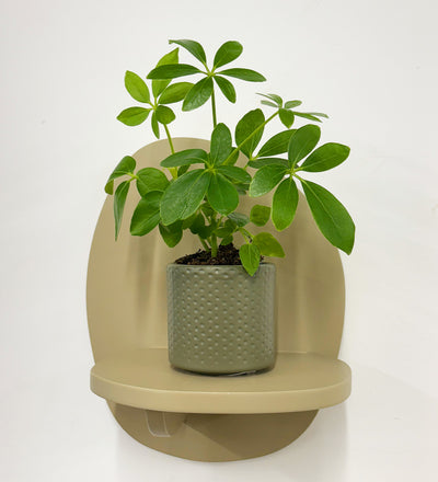 Mini Umbrella Plant & Pot