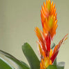 A Year of Houseplants Bundle