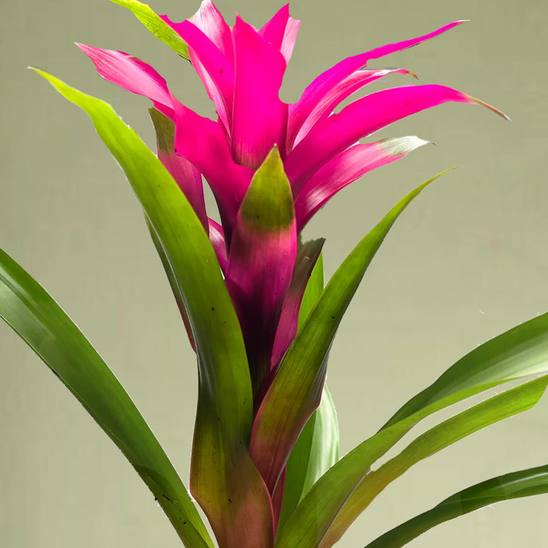 Pet Friendly Houseplant Subscription